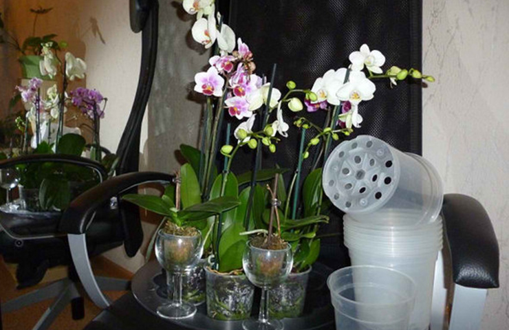 Горшок для орхидеи должен быть. Кашпо для орхидей. Орхидея в горшке. Горшки для орхидей прозрачные. Емкости для фаленопсиса.