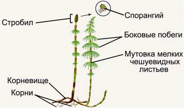 Строение хвоща рисунок